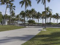 people are walking through palm trees near the sidewalk and walkways in a park area