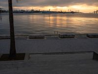 a palm tree is in the distance from the water at sunset on the waterfront in miami