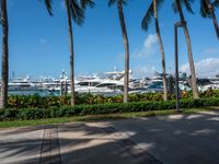 a couple of palm trees and a bunch of boats in the background, seen from a sidewalk