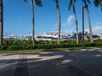 a couple of palm trees and a bunch of boats in the background, seen from a sidewalk