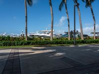 a couple of palm trees and a bunch of boats in the background, seen from a sidewalk