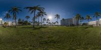 an open green field with palm trees and buildings in the background and the sun shining