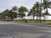 the trees on the road are lined with palm trees and one in the middle has a bicycle lane