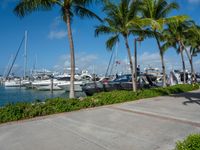 several palm trees and other yachts are near the ocean shore side area with a paved walkway