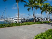 several palm trees and other yachts are near the ocean shore side area with a paved walkway