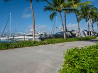 several palm trees and other yachts are near the ocean shore side area with a paved walkway