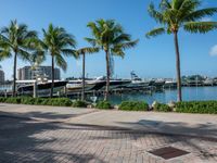 a boat is parked at the dock with a few palm trees in front of it