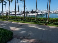 the walkway at the marina is lined with palm trees and lots of boats on the water