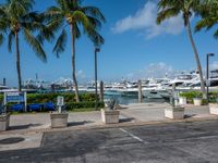 a parking lot near a row of palm trees in a town with boats docked behind them