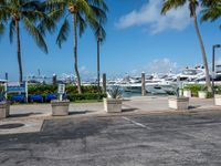 a parking lot near a row of palm trees in a town with boats docked behind them