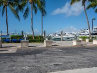 a parking lot near a row of palm trees in a town with boats docked behind them