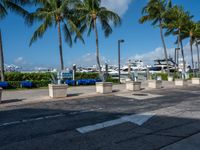 several palm trees lining the sidewalk at a marina dock area and docked boats in the background