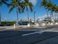 several palm trees lining the sidewalk at a marina dock area and docked boats in the background