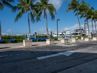 several palm trees lining the sidewalk at a marina dock area and docked boats in the background