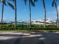 a couple of large white boats are sitting next to the trees and some palm trees