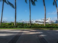 a couple of large white boats are sitting next to the trees and some palm trees