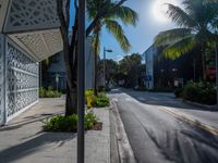 empty city street in tropical paradise setting with palm trees in foreground and large white lattice screen