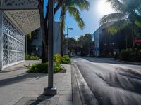 empty city street in tropical paradise setting with palm trees in foreground and large white lattice screen