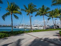 boats docked near a marina with many palm trees in the background at a resort in turks