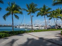 boats docked near a marina with many palm trees in the background at a resort in turks