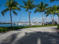 boats docked near a marina with many palm trees in the background at a resort in turks