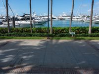 an empty park area with a bunch of boats moored in the background and surrounded by palm trees