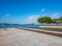 a tree and sea wall next to the water in a city with tall buildings on both sides