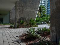 an empty sidewalk surrounded by plants in a park area with tall buildings in the background