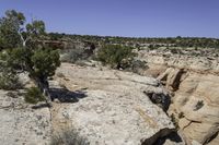 the tree is growing in the desert canyon with rocks and shrubs around it a large rocky area with sparse trees is also visible