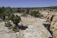 the tree is growing in the desert canyon with rocks and shrubs around it a large rocky area with sparse trees is also visible