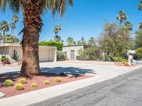 a tree that is in the street in front of a house with cactus plants on the ground