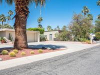 a tree that is in the street in front of a house with cactus plants on the ground