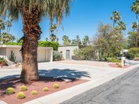 a tree that is in the street in front of a house with cactus plants on the ground