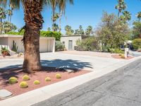 a tree that is in the street in front of a house with cactus plants on the ground