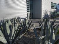 Modern Architecture Courtyard in Los Angeles