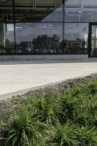 a yellow fire hydrant stands next to a building with a glass front door and green plants in front