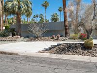 a driveway with cactus and other plants in the front yard area, between palm trees