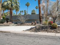 a driveway with cactus and other plants in the front yard area, between palm trees