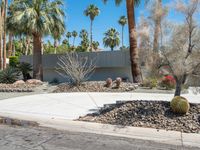 a driveway with cactus and other plants in the front yard area, between palm trees