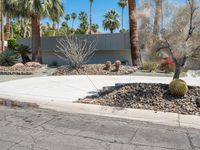 a driveway with cactus and other plants in the front yard area, between palm trees