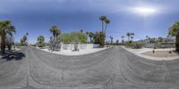 a view down a half pipe with palm trees near by and another area with buildings