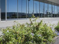 some windows of an airport near trees and flowers in containers and in planters near the sidewalk