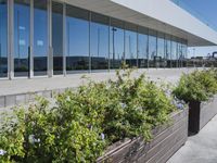 some windows of an airport near trees and flowers in containers and in planters near the sidewalk