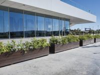 some windows of an airport near trees and flowers in containers and in planters near the sidewalk