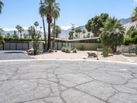 a desert style home surrounded by palm trees and mountains in palm springs, florida with an asphalt driveway