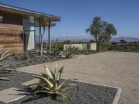 two green agave plants and some rocks outside a house, with a sky background