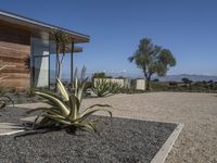 two green agave plants and some rocks outside a house, with a sky background