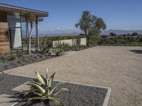 two green agave plants and some rocks outside a house, with a sky background