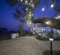 a pathway with lights and trees outside of a home at night with a lit tree and bushes