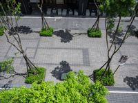 a large courtyard with some trees and other plants in it that looks like trees around